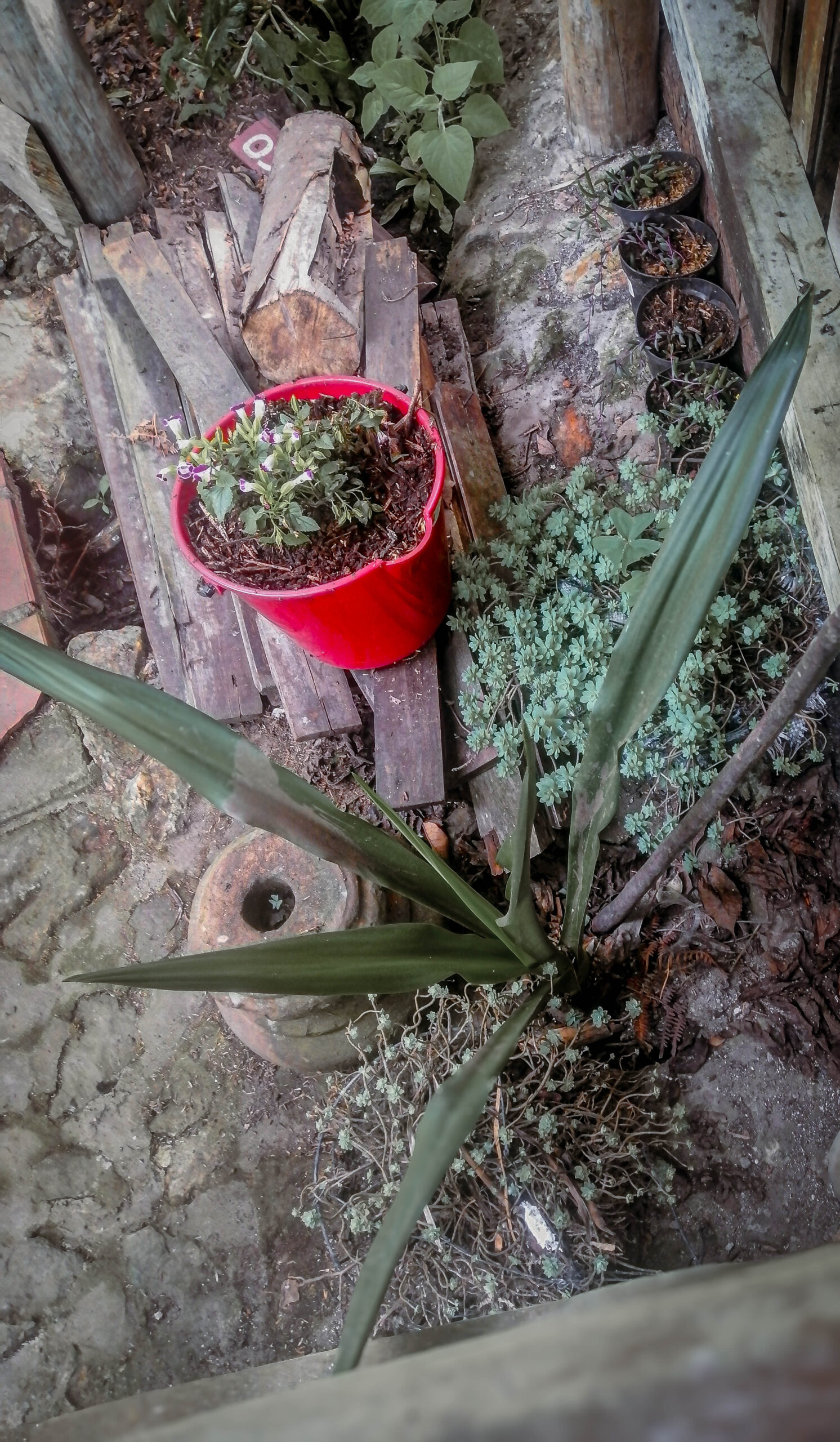 Planta de fique: materia prima del oficio cabuyero en Santa Elena, Antioquia